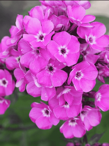 Флокс метельчатый Свит Вильям