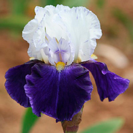 Ирис бородатый Найт Эдишн