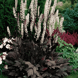 Клопогон ветвистый Atropurpurea