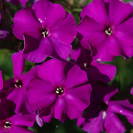 Флокс метельчатый Аида