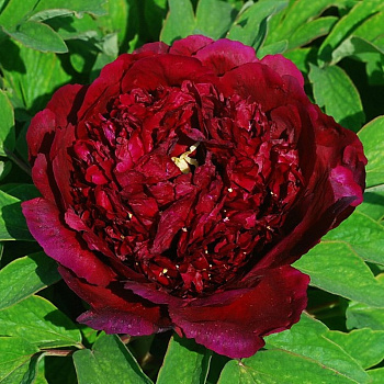 Пион древовидный Черный Лоск