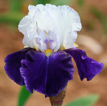Ирис бородатый Найт Эдишн