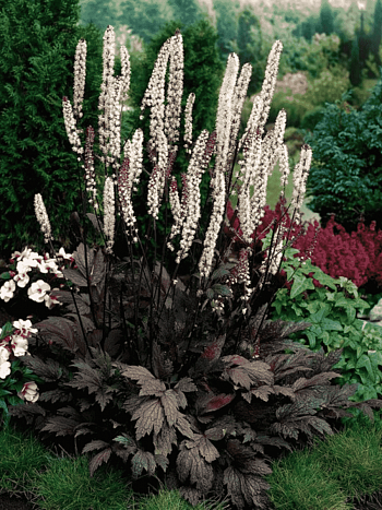 Клопогон ветвистый Atropurpurea