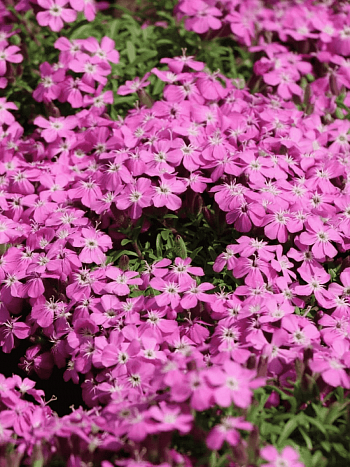 Мыльнянка базиликолистная Bressingham