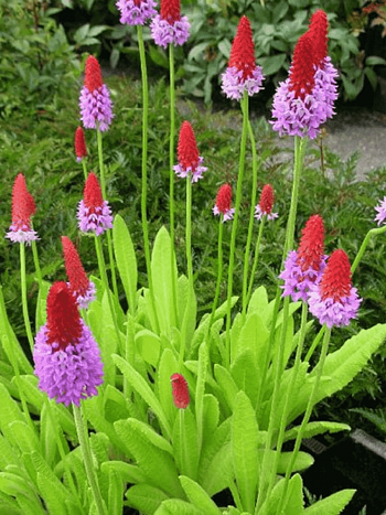 Примула орхидная Red and Rose