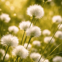 Пушица влагалищная