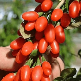 Годжи обыкновенная New Big