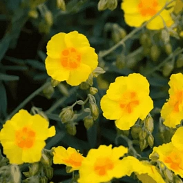 Солнцецвет монетолистный