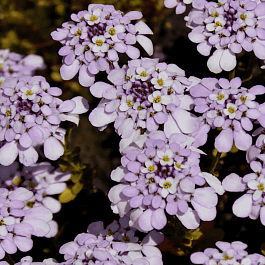 Иберис вечнозеленый Pink ice