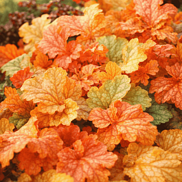 Гейхера Champagne