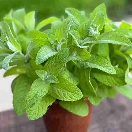 Мята Ландыш