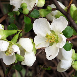 Айва великолепная Джет Трейл Айва великолепная Джет Трейл