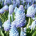 Мускари Azureum