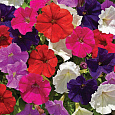 Петуния грандифлора Супербиссима Калифорния гиантс микс Петуния грандифлора Супербиссима Калифорния гиантс микс