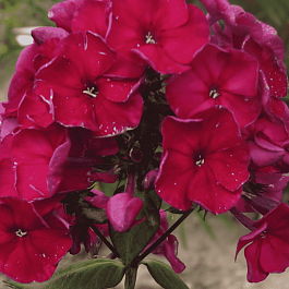 Флокс метельчатый Эсмеральда