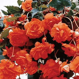 Бегония Pendula Orange