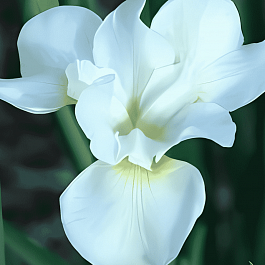 Ирис сибирский Esther C.D.M.