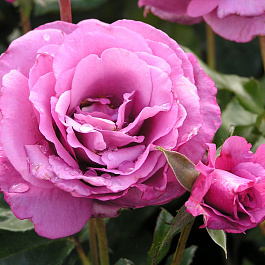 Роза флорибунда Шокинг Блю