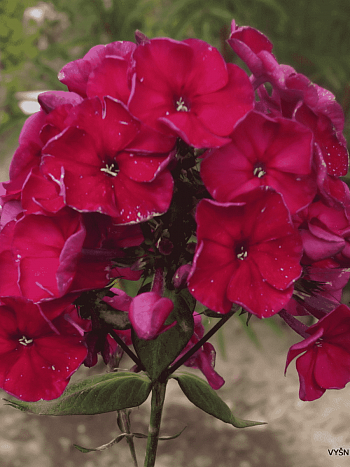 Флокс метельчатый Эсмеральда