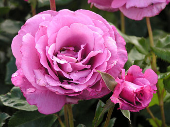 Роза флорибунда Шокинг Блю Роза флорибунда Шокинг Блю