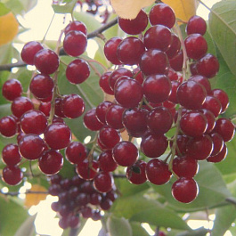 Черемуха виргинская