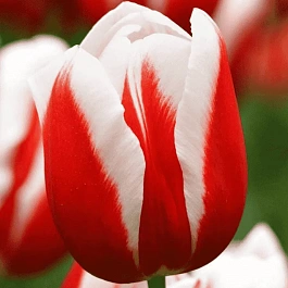 Тюльпан триумф Guus Papendrecht