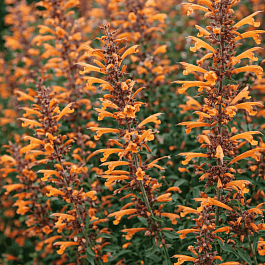 Агастахис оранжевый Apricot Sprite