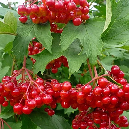 Калина красная Красный коралл