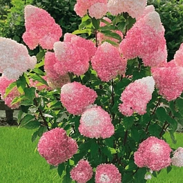 Гортензия метельчатая  Pink and Rose