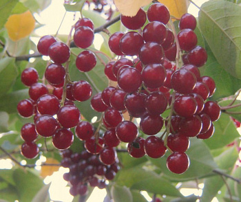 Черемуха виргинская