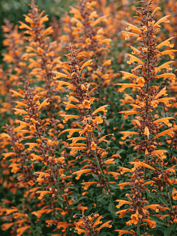 Агастахис оранжевый Apricot Sprite
