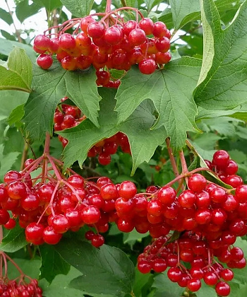 Калина красная Красный коралл Калина красная Красный коралл