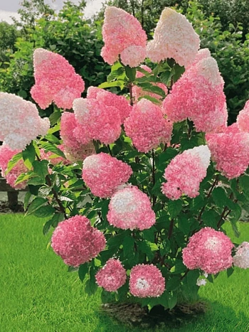 Гортензия метельчатая  Pink and Rose