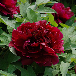 Пион древовидный Красные Облака