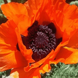 Мак восточный Glowing Amber