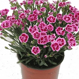 Гвоздика  Pink Kisses