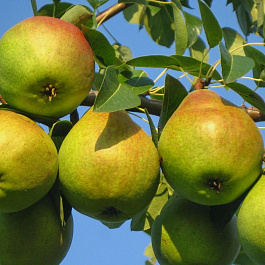 Груша плодовая Любимица Яковлева Груша плодовая Любимица Яковлева