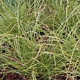 Осока власовидная Phoenix Green