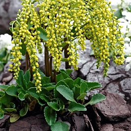 Хиастофиллум супротивнолистный