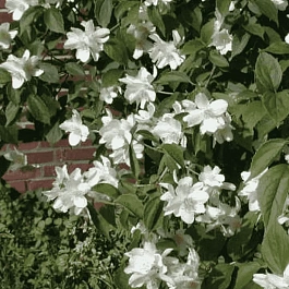 Чубушник гибридный Erectus