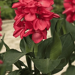 Канна горшечная Happy Isabel