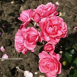 Роза Берлебург Штамб