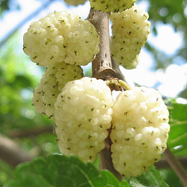 Шелковица белая Милановик Шелковица белая Милановик