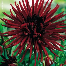 Георгина Кактусовая Нюи д'Эте Георгина Кактусовая Нюи д'Эте