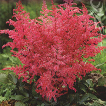 Астильба простолистная Дарвин'с Сноу Дрифт