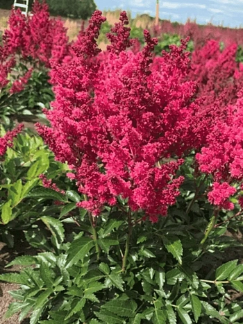 Астильба Арендса Lucky Day