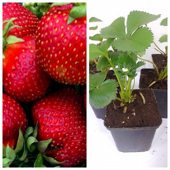 Земляника садовая Богота НАБОР 5ШТ