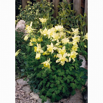 Аквилегия гибридная Спринг Мэджик Еллоу