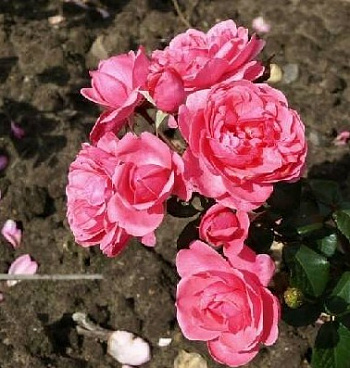 Роза Берлебург Штамб