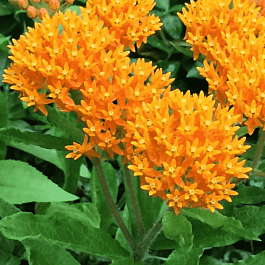 Ваточник клубненосный